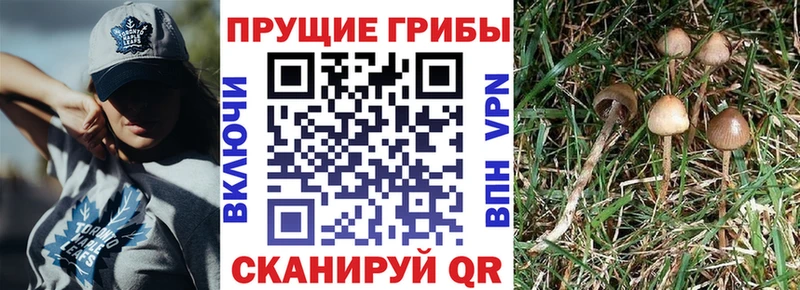 Псилоцибиновые грибы Cubensis  Купить закладки  Сельцо 